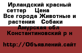 Ирландский красный сеттер. › Цена ­ 30 000 - Все города Животные и растения » Собаки   . Амурская обл.,Константиновский р-н